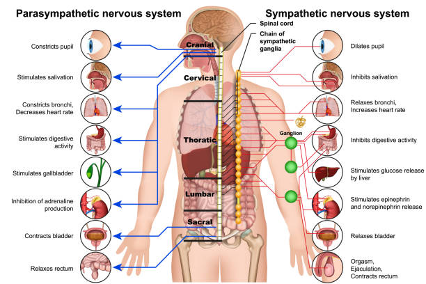 Parasympathetic nervous system graph