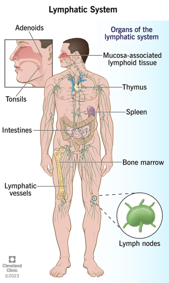 The Lymphatic System