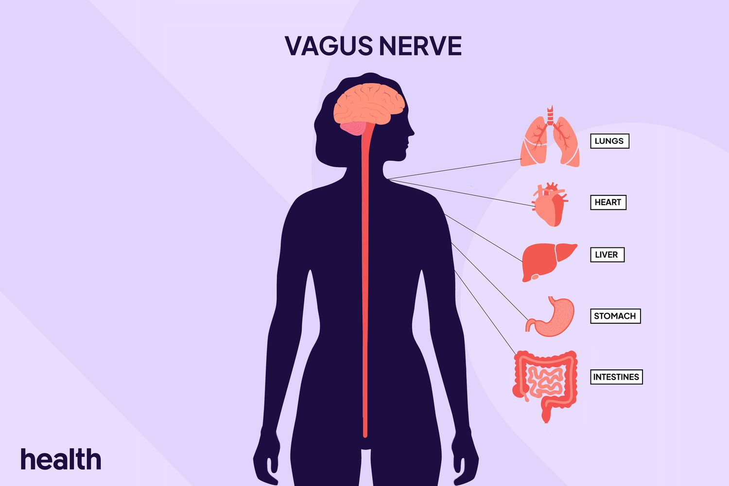 Illustration showing the vagus nerve running from the brain down through the neck and torso, connecting to major organs including the lungs, heart, liver, stomach, and intestines.
