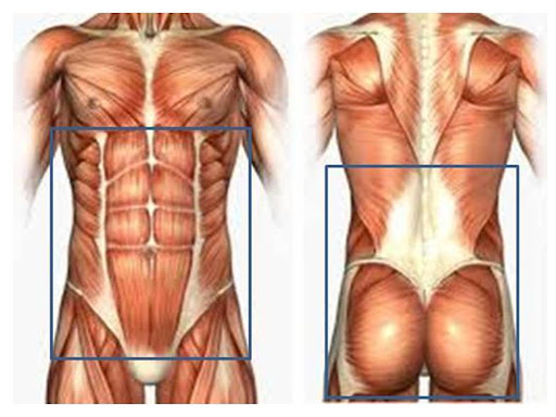 7 Ways Pilates Improves the Body - Diagram of some of the muscles targeted by Pilates